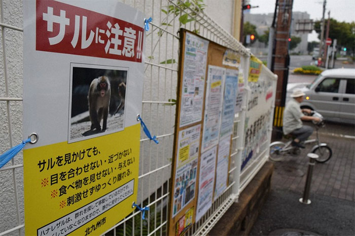 Poster cảnh báo người dân tránh xa khỉ hoang tại Nhật Bản năm ngoái.