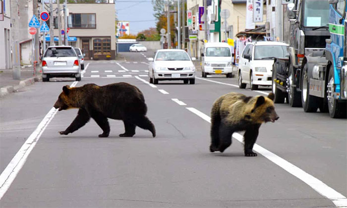 Ảnh chụp 2 con gấu xuống đường ở thị trấn Shari, Hokkaido.