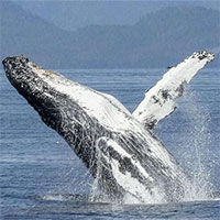 Phát hiện mới gây kinh ngạc về cá voi lưng gù