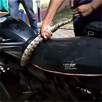Video: Hoảng hồn chứng kiến rắn hổ mang quấn chặt quanh xe mô tô