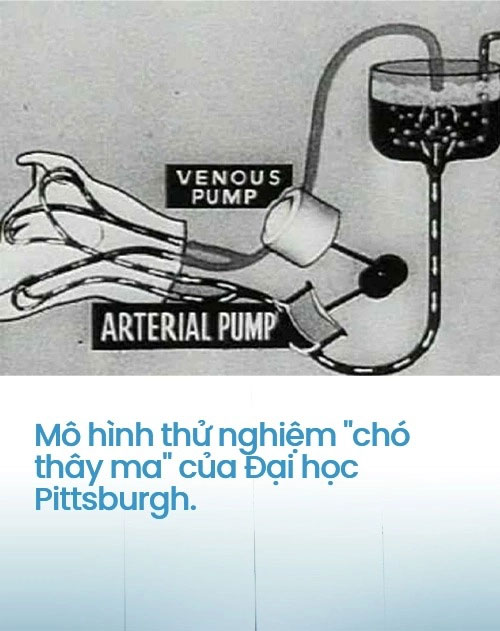Hành trình mở khóa bí ẩn về giấc ngủ đông của loài người