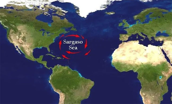  Biển Sargasso là biển nằm trong đại dương và được bao quanh bởi 4 dòng hải lưu. 