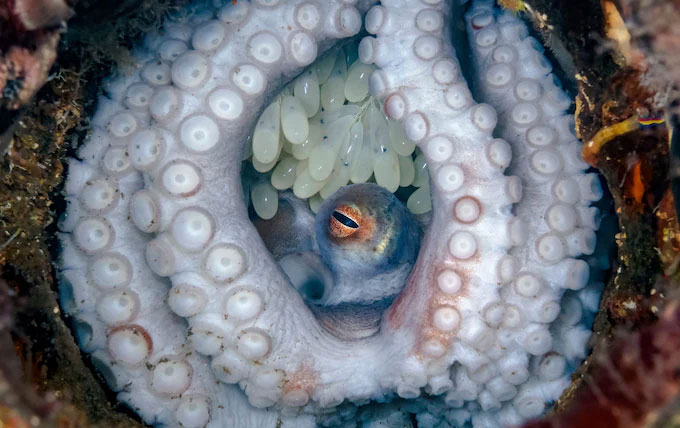 Bất ngờ phát hiện bạch tuộc siêu hiếm trong chuyến lặn biển