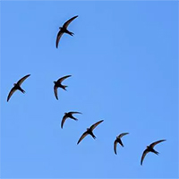Tại sao chim di cư không ở luôn phương Nam mà phải "nhọc công" bay về phương Bắc khi hết mùa lạnh?
