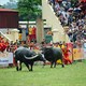 Sự thật về lễ hội chọi trâu Đồ Sơn