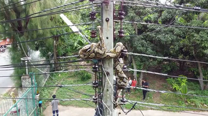 Video: Trăn dài gần 5m vắt vẻo trên cột điện