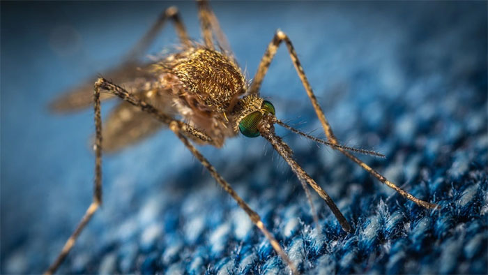 Loại virus lây qua muỗi có thể gây tổn thương thần kinh