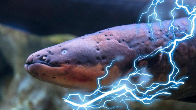 Phóng xung điện 600 vôn, loài lươn dị khiến cha đẻ thuyết tiến hóa rối trí