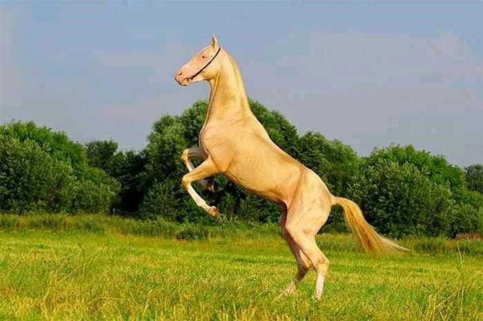 Akhal-Teke - Chú ngựa đẹp nhất thế giới với mồ hôi đỏ như máu