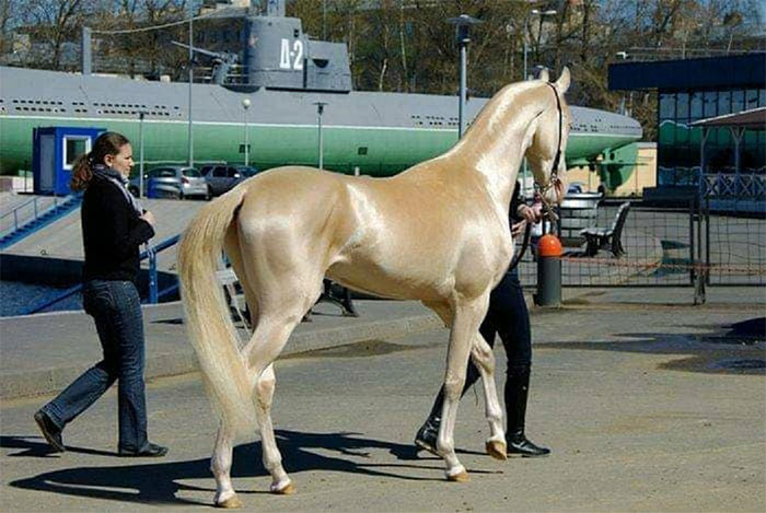Akhal-Teke – Chú ngựa đẹp nhất thế giới với mồ hôi đỏ như máu