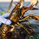 Sự thật đau lòng đằng sau khuyến cáo ngừng ăn tôm hùm Mỹ
