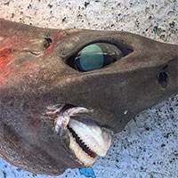Ngư dân Úc bắt được "cá mập biển sâu" có mắt lồi như bóng đèn