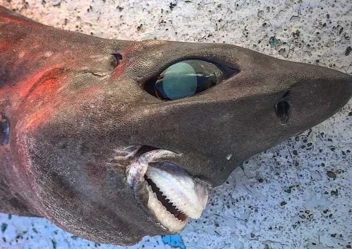 Ngư dân Úc bắt được “cá mập biển sâu” có mắt lồi như bóng đèn