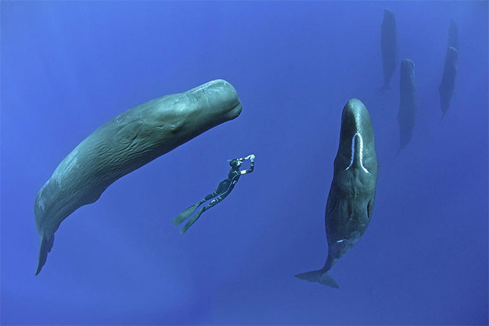 Trên thực tế, cá voi hít thở gần giống với con người. 