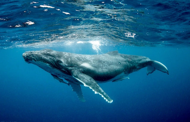 Vì sao loài động vật có “mũi thở” như cá voi lại ngủ được dưới nước?