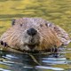 Tại sao loài hải ly thích xây dựng những con đập để làm tổ?