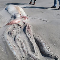 Nhóm du khách bất ngờ khi phát hiện con mực "khủng" dài 4m dạt vào bãi biển New Zealand