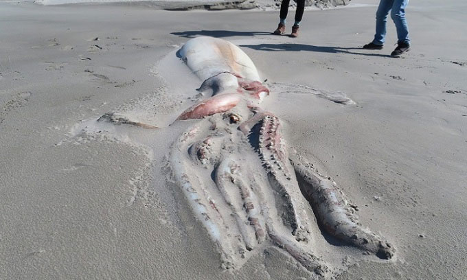 A group of tourists were surprised when they discovered a 4m-long “giant” squid monster washed up on a New Zealand beach – thepressagge.com