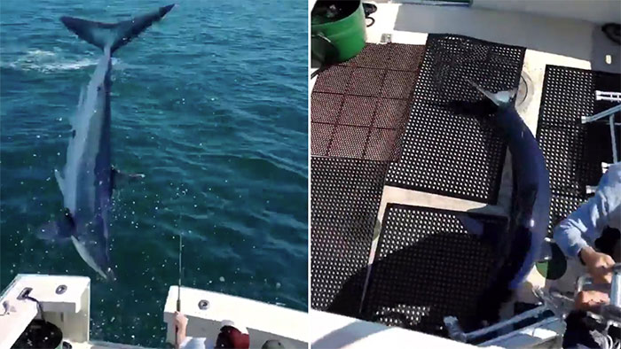 Cá mập mako nhảy lên thuyền khiến ngư dân choáng váng