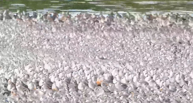 Đàn chim dẽ hàng chục nghìn con chen chúc trong đầm lầy