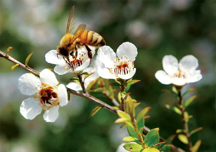 Mật ong manuka có nguồn gốc từ Úc, New Zealand và Đông Nam Á.