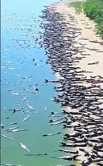 Video hàng nghìn con cá sấu phơi mình bên bờ sông hút hơn 10 triệu lượt xem
