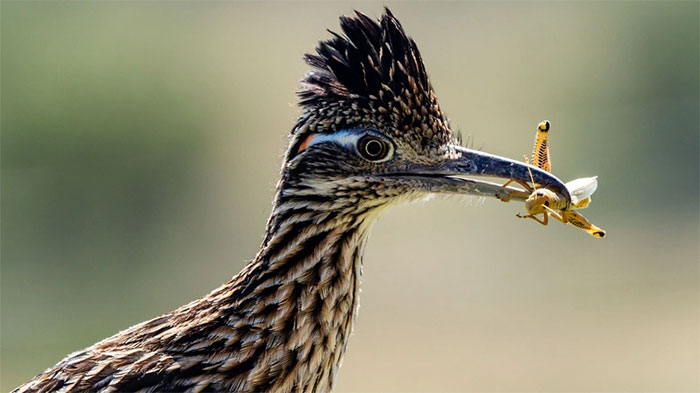 Nhiều loài chim ăn côn trùng như một phần của chế độ ăn uống của chúng. 