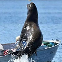 Video: Sư tử biển suýt làm lật thuyền vì trốn cá voi sát thủ