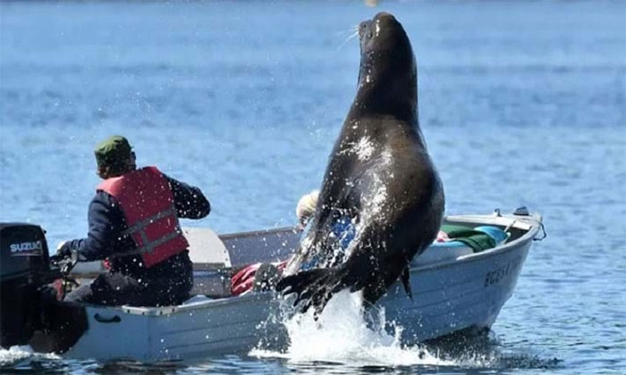 Video: Sư tử biển suýt làm lật thuyền vì trốn cá voi sát thủ