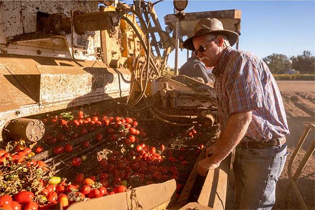 Người nông dân khổ sở vì trồng cà chua ngày càng khó khăn.