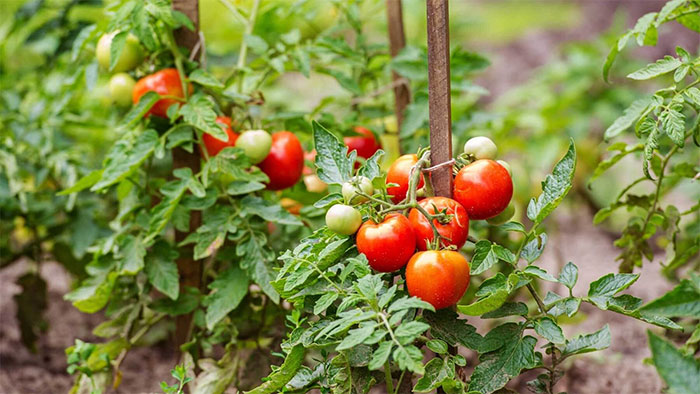 Việc trồng cà chua đang gặp khó khăn ở Mỹ.