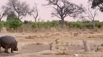Hà mã một mình chiến đấu với đàn sư tử để giành nguồn nước