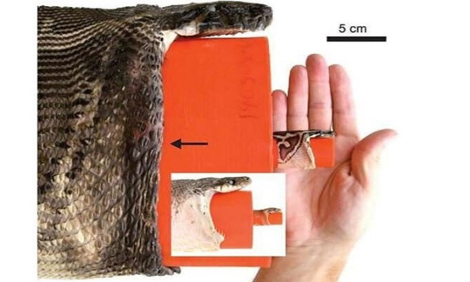 Trăn nuốt chửng cá sấu bằng cách nào?
