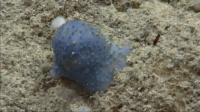 Đốm màu bí ẩn dưới đáy biển khiến các nhà khoa học hoang mang