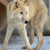 Trung Quốc nhân bản sói Bắc Cực, mở ra hướng cứu động vật quý hiếm nhưng gây tranh cãi