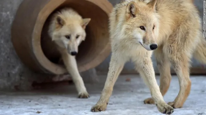 Trung Quốc nhân bản sói Bắc Cực, mở ra hướng cứu động vật quý hiếm nhưng gây tranh cãi