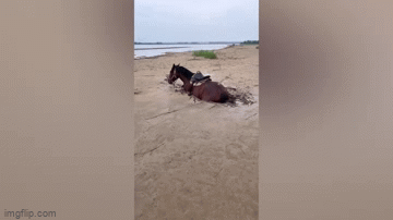 Video: “Chiêu lạ” giải cứu chú ngựa khỏi mắc kẹt ở bùn lầy