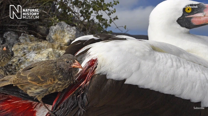Nạn nhân hiếm khi kháng cự trước loài chim sẻ hút máu vì chúng nghĩ mình đang được "giúp đỡ"