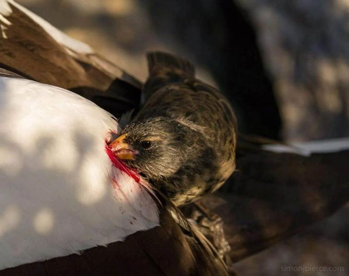 Thực hư tấm ảnh chim “ma cà rồng” uống máu nạn nhân
