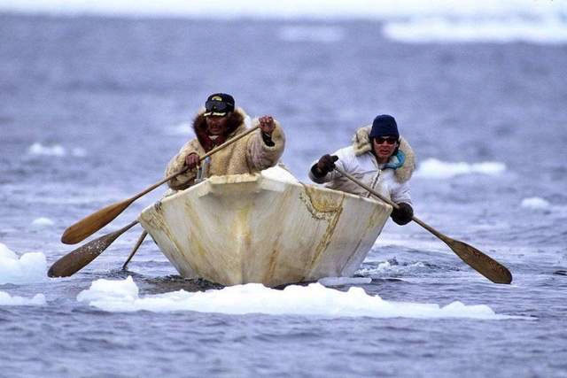Công nghệ nguyên thủy: Bí ẩn về những chiếc lao làm từ gạc tuần lộc của người Inuit