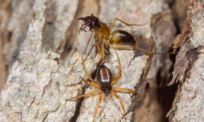 Chiến thuật giúp nhện ăn thịt kiến to gấp đôi