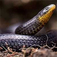 Phát hiện 3 loài rắn mới trong nghĩa địa ở Ecuador
