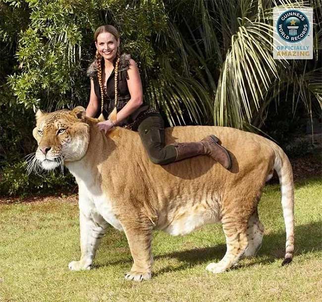  Liger là loài lớn nhất thế giới thuộc họ mèo còn tồn tại trên hành tinh của chúng ta. 