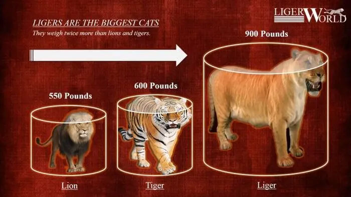 Theo các chuyên gia thú y, liger là loài thú được lai giữa sư tử đực và hổ cái.