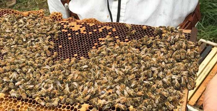 Kỹ thuật nuôi ong lấy mật “kiểu Darwin” giúp ong sống sót và sinh sản nhiều hơn