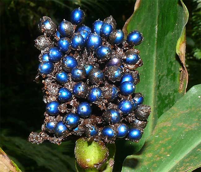 Pollia condensata: Loài cây có quả lấp lánh như những viên đá quý