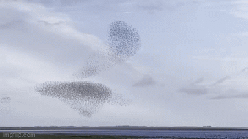 Thousands of birds flying over the misty land.