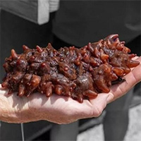 Hawaii thử nghiệm nuôi hải sâm trong ao cá