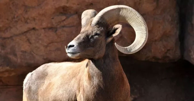 Cừu bighorn