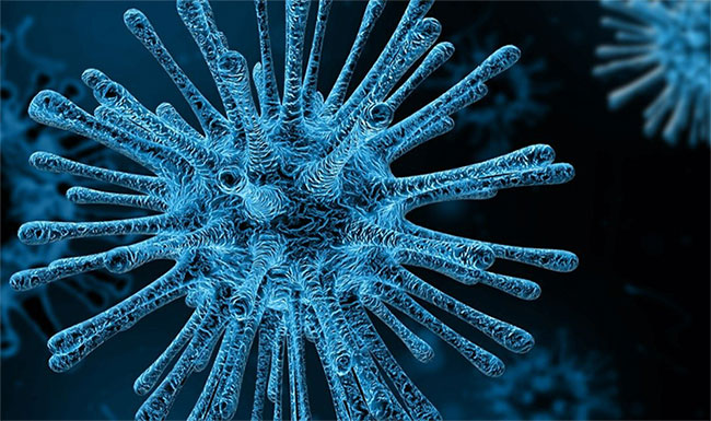 Một virus khỉ khác đang sẵn sàng lây sang người